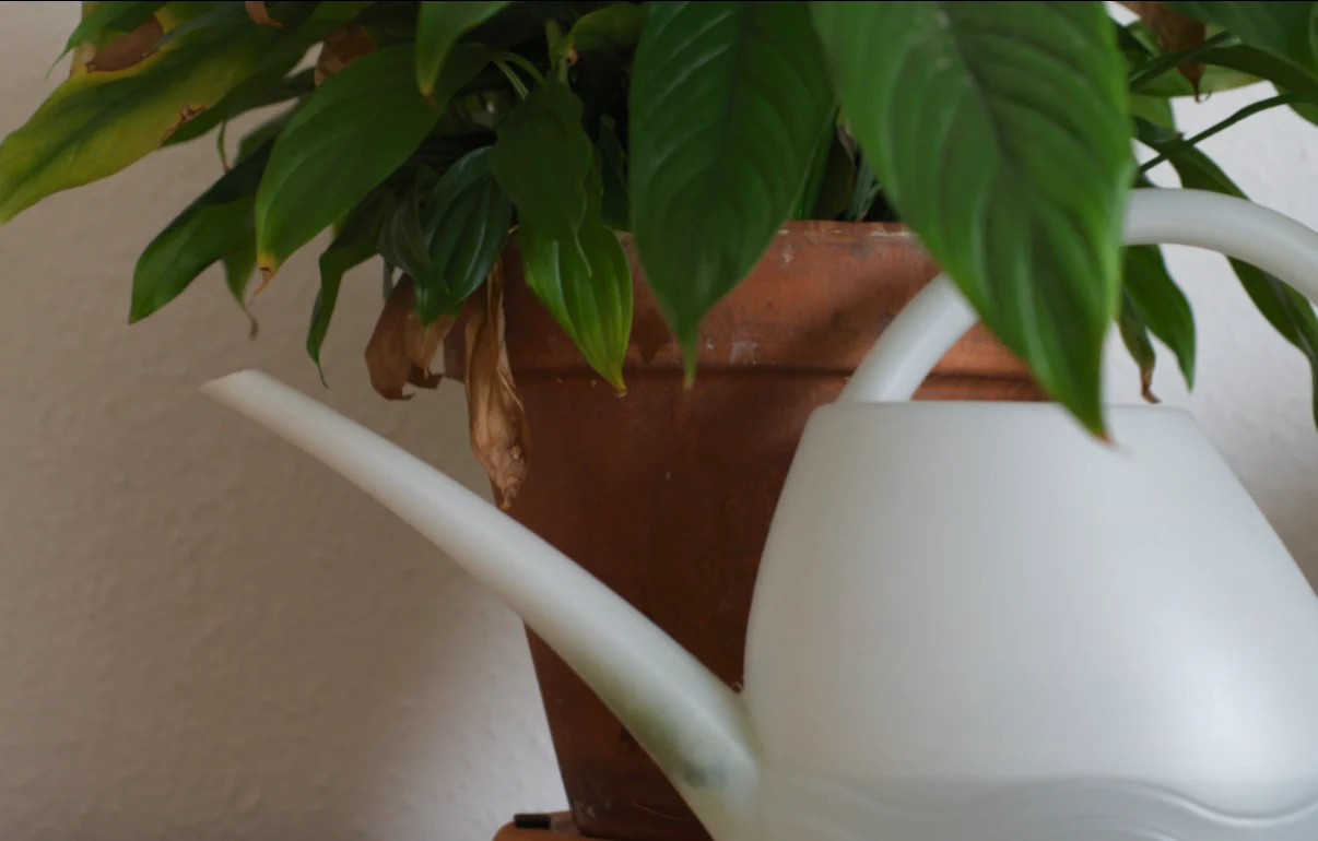 A plant in a terracotta pot beside a white watering can, developed by Seenlight in the Neutral look